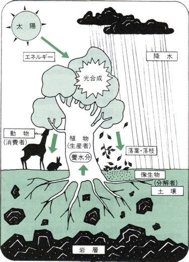 土 動物|森林生態系における分解者（土壌動物・微生物）